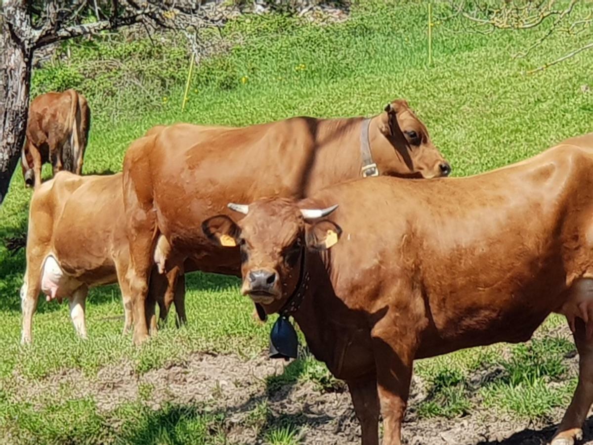 Petit Week End Dans La Vallee Breitenbach-Haut-Rhin Zewnętrze zdjęcie