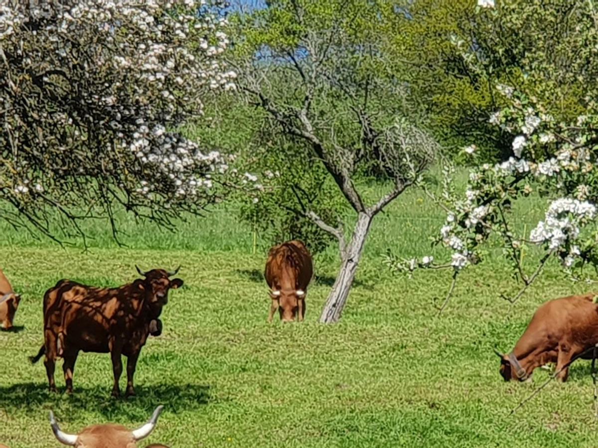 Petit Week End Dans La Vallee Breitenbach-Haut-Rhin Zewnętrze zdjęcie