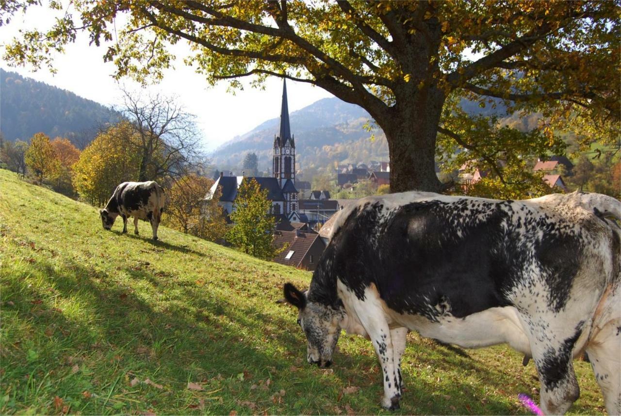 Petit Week End Dans La Vallee Breitenbach-Haut-Rhin Zewnętrze zdjęcie